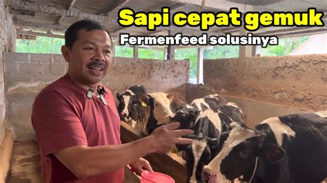 GARA GARA PAKAN FERMENFEED SAPI NYA LAHAP MAKAN UNTUNG BESAR YouTube