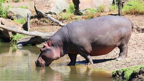 Le mystère du lait d hippopotame rose ou blanc