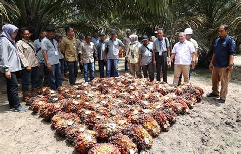 Bpdpks Menilai Riset Jadi Kunci Hadapi Kampanye Hitam Sawit Ri