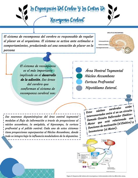 LA Organización DEL Cerebro Y LOS Centros DE Recompensa Cerebral