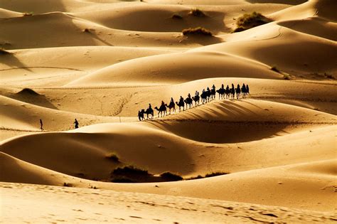 Desert Sand Camels Caravan Sun Wallpapers Hd Desktop And Mobile