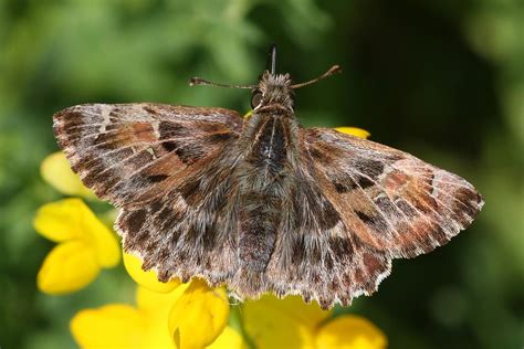 Mallow Skipper Carcharodus Alceae Mallow Skipper Carcha Flickr