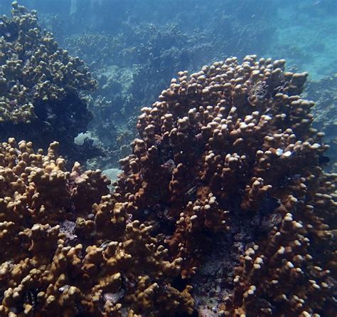 Resilient Coral Reefs [image] Eurekalert Science News Releases