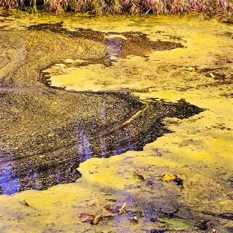 Pond Scum One Photograph By Mike Penney