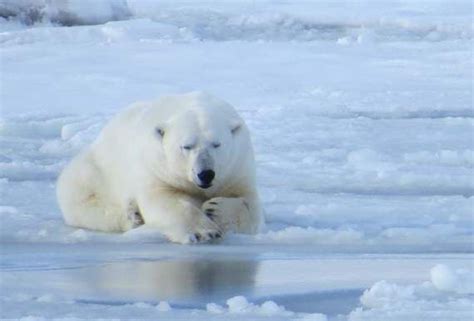 The Svalbard Islands - The realm of the polar bear | Svalbard island, Longyearbyen, Arctic ocean