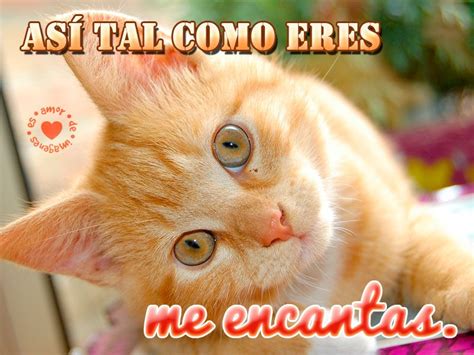 Gatitos Con Frases De Amor