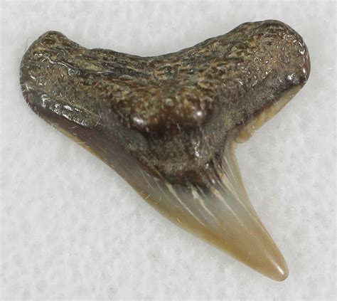 0.71" Fossil Tiger Shark Tooth - Virginia (#25288) For Sale - FossilEra.com