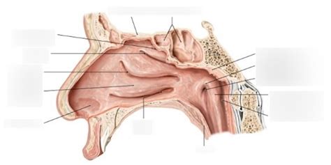 nasopharynx Diagram | Quizlet