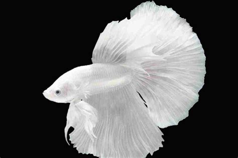 White Betta Fish: 101 Complete Guidelines Of White Queen. » Candy Fishing