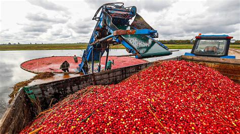 Cranberry Harvesting Process Modern Cranberry Harvesting Machine