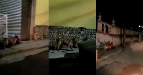 VIDEO FUERTE Captan A Perro Paseando En Zacatecas Con Una Cabeza