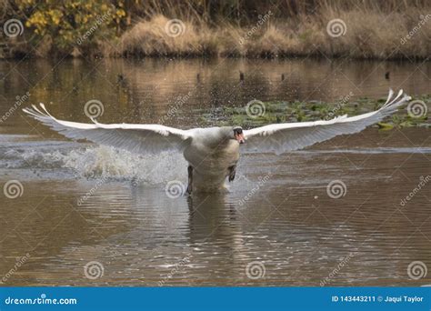 White swan in flight stock image. Image of pond, flight - 143443211