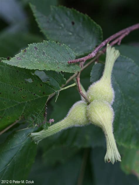 Corylus cornuta (Beaked Hazelnut): Minnesota Wildflowers