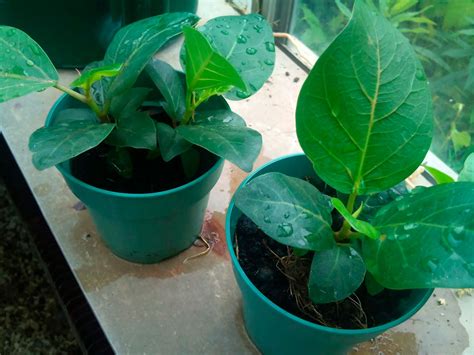 Фикус священный: уход в домашних условиях, пересадка и размножение