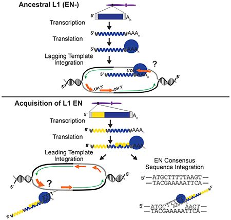 Genome Wide De Novo L Retrotransposition Connects Endonuclease