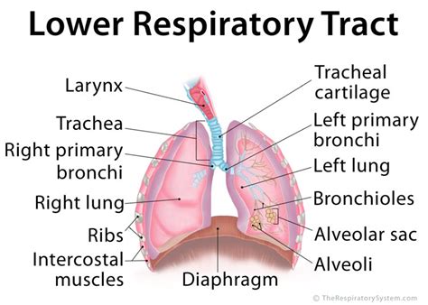 Anatomy Of The Respiratory System Student Nurse Life