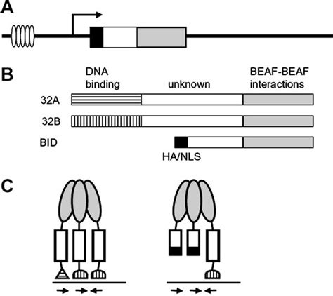 Figure 1 From The Drosophila Boundary Element Associated Factors Beaf