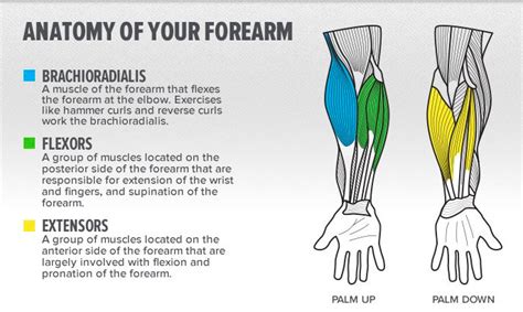 5 Exercises For Massive Forearms - Generation Iron