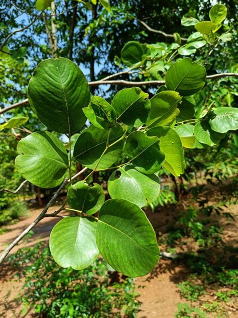 Rakta Chandana Ahalia Ayurveda Medical College