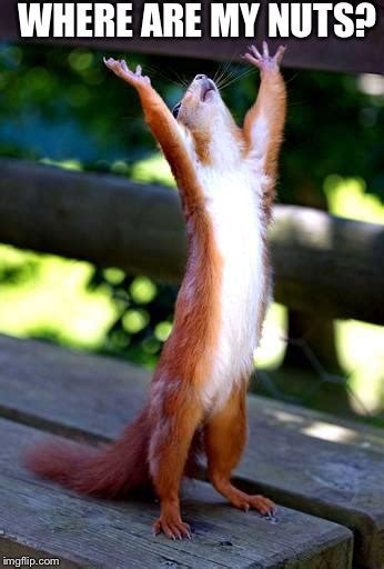 Squirrel Hands Raised Imgflip