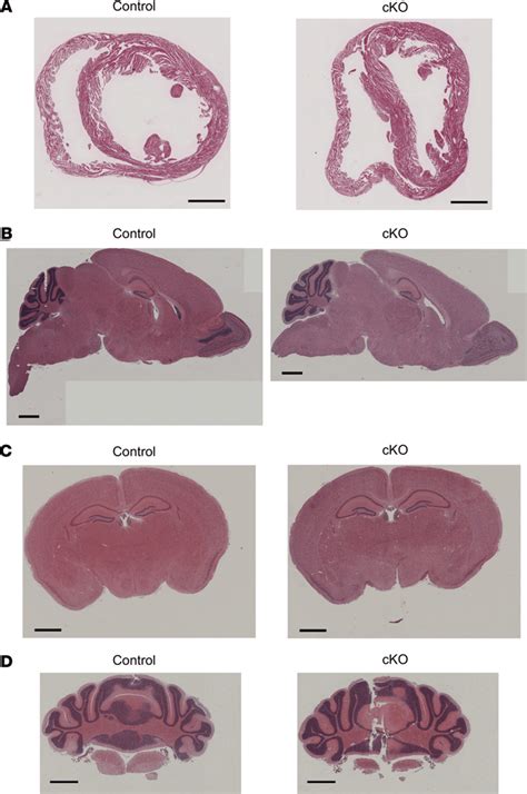 H E Staining Of Mouse Heart And Brain Sections A H E Staining Of