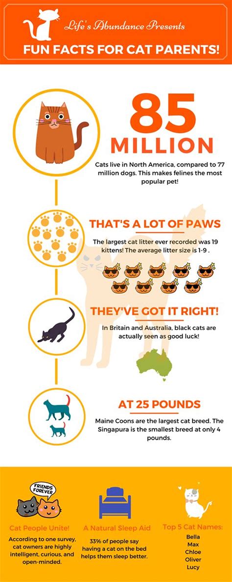 Infographic: Fun Facts for Cat Parents | Fun facts, Cat parenting, Cat ...