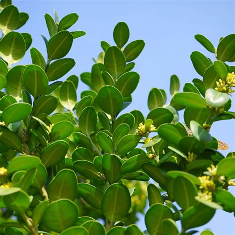 Buxus Sempervirens Suffruticosa