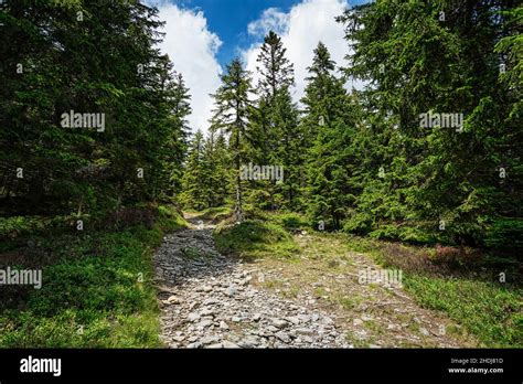 Footpath Forest Footpaths Forests Wood Woodland Woods Stock Photo