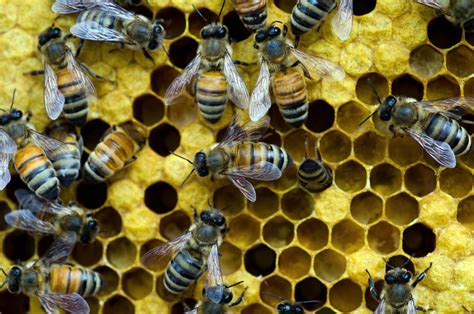 Scientists Genetically Engineered Bacteria to Protect Bees From Colony