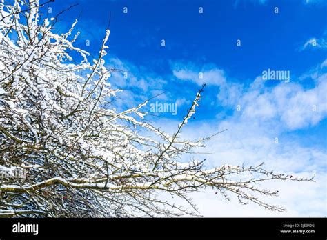 Branches Covered With Snow Against A Blue Sky With Some Clouds From A