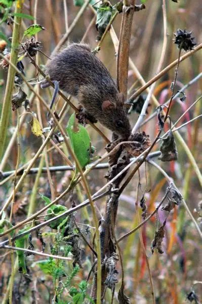 Hispid Cotton Rat Facts Diet Habitat And Pictures On Animaliabio