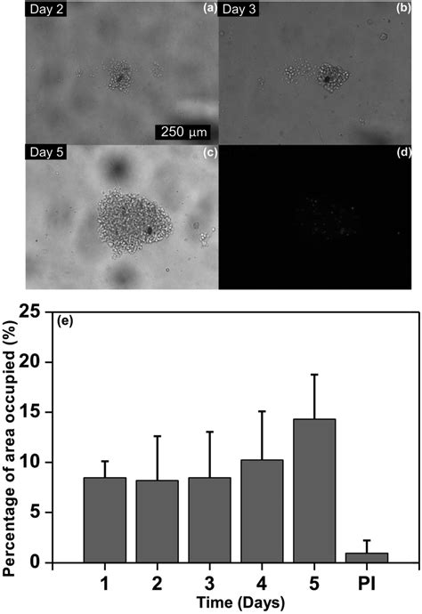 Proliferation Of Jurkat Cells In Position L 4 W 1 For 5 Days A Day