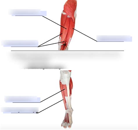 Hamstring Muscle Group Diagram Quizlet