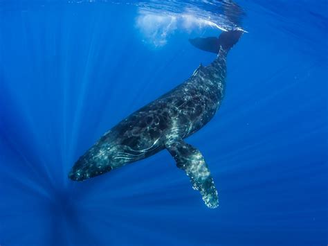 Mysterious Blue Whale Behavior Likely Filmed for First Time