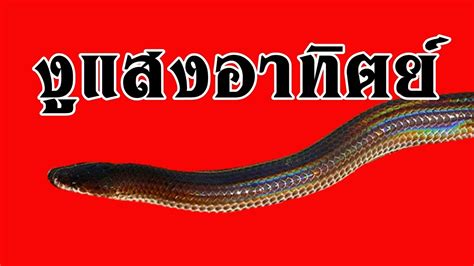 งูแสงอาทิตย์ ออกหากินยามกลางคืน Sunbeam Snake Youtube