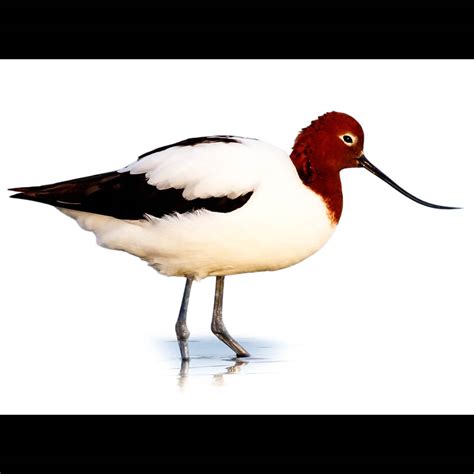 red necked avocet recurvirostra novaehollandiae identification birda