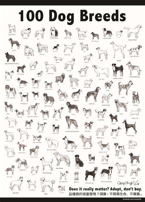 Dog Breeds Poster