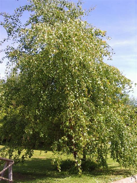 9 Silver Birch 4 5ft Stunning Mature Specimen Trees Betula Pendula In