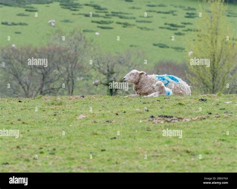 Single Sheep And Lamb In Sunlit Hilly Field For Uk Sheep Farming