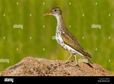 Spotted Sandpiper Actitis Macularius East Of Beaver Utah United States 4 July Adult In