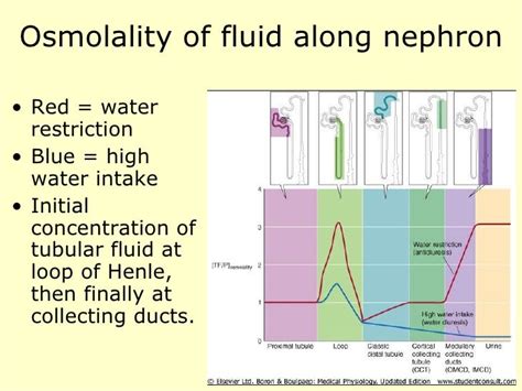 Renal physiology introduction.