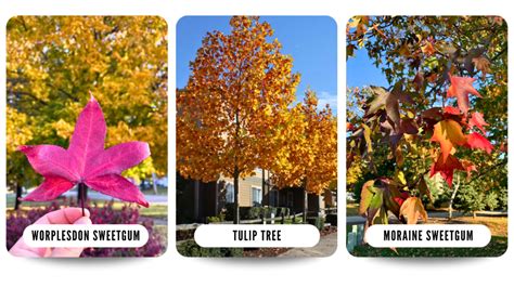 Chicagoland's BEST Trees for Fall Color