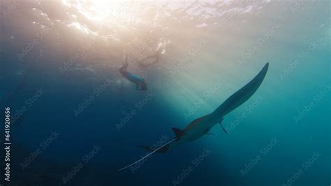 Foto De Underwater Photographer Takes Pictures Of Manta Ray Freediver