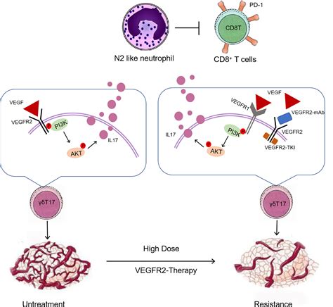 Frontiers T Cell Il A Neutrophil Axis Drives Immunosuppression