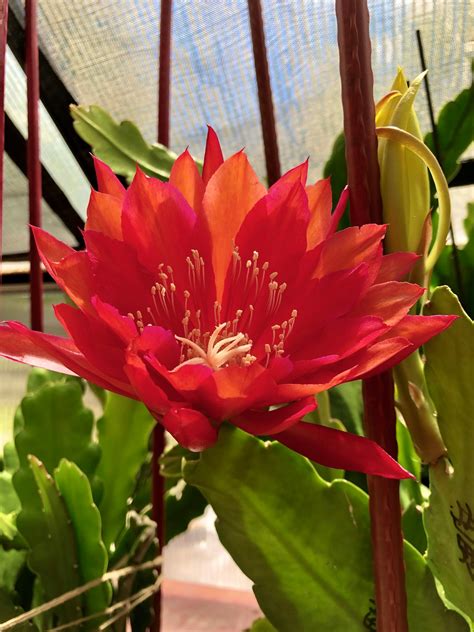 Red Orchid Cactus Epiphyllum Ackermannii Cutting Etsy