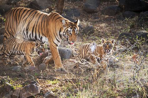 Bengal Tiger Panthera Tigris Tigris License Image