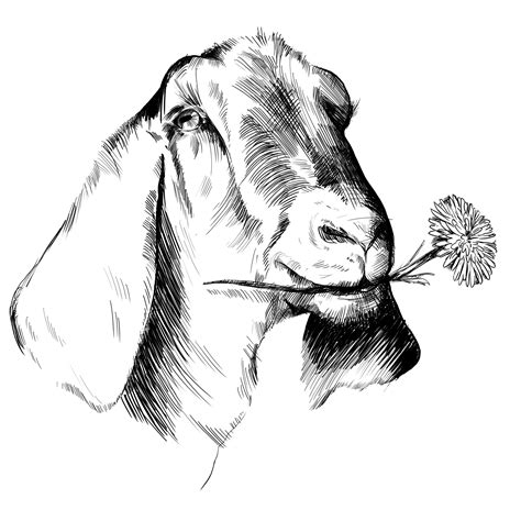 Nubian Goat Coloring Page Coloring Pages