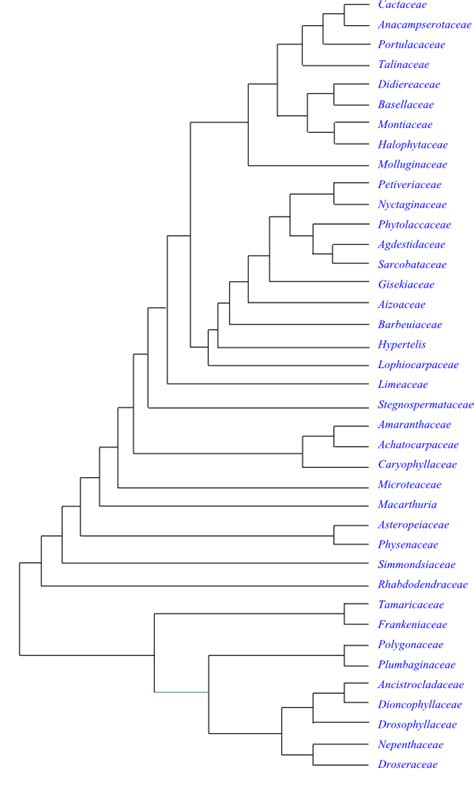 CARYOPHYLLALES Perleb Main Tree, Synapomorphies