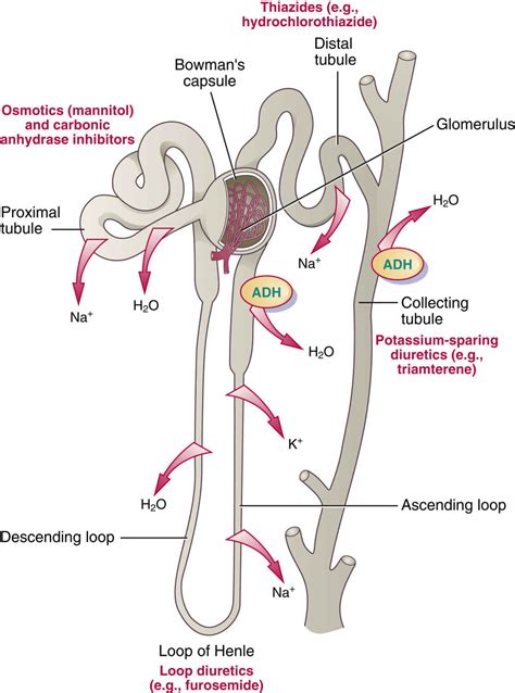 Diuretics Basicmedical Key