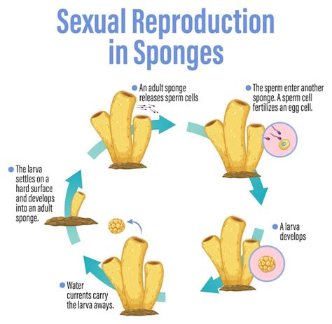 Diagrama Que Muestra La Reproducción En Esponjas Vector Gratis